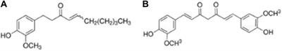 Study on antihepatocellular carcinoma effect of 6-shogaol and curcumin through network-based pharmacological and cellular assay